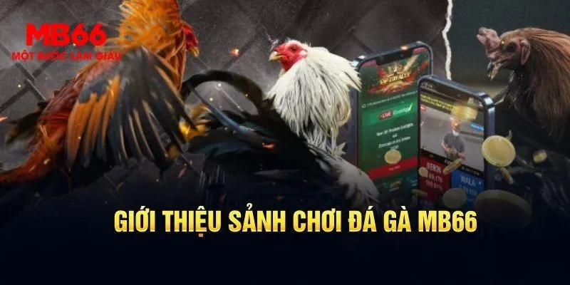 Khám phá về sân chơi đá gà C3 sống động