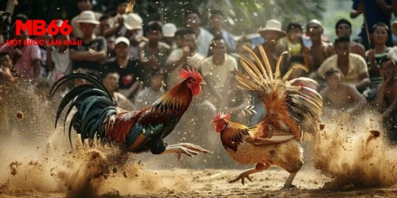 Mức trả thưởng siêu khủng tại giải đấu đá gà C3