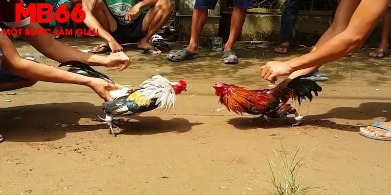 Quy luật chơi giải chọi gà C1